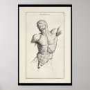 Search for muscle man posters Human