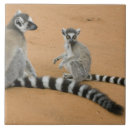 Search for lemur tiles Africa