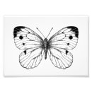 Search for vector butterfly posters Illustration