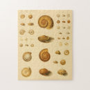 Search for mollusks Ocean