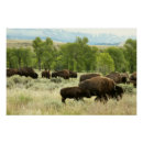 Search for mammals posters Yellowstone