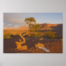 Search for juniper posters Southwest