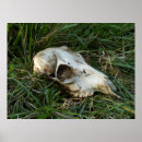 Search for deer posters Skull