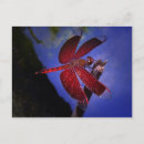 Search for red dragonfly postcards Insects