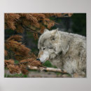 Search for wolf pictures posters Animal