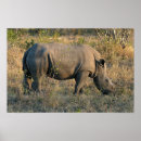 Search for rhinos posters Horn