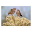 Search for sonoran posters Cholla