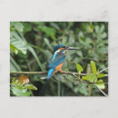 Search for kingfish postcards River