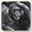 Search for chimpanzees coasters Funny