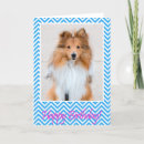 Search for sheltie birthday cards Puppy
