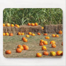 Search for pumpkin orange electronics Hay