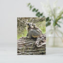 Search for ring tailed postcards Lemurs