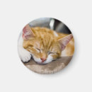 Search for sleeping cat magnets Baby