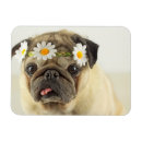Search for crown rectangular magnets Puppy