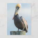 Search for pelicans postcards Close up