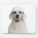Search for white standard poodle electronics Studio shot