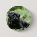 Search for black pug badges Mops