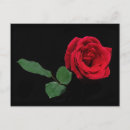 Search for single rose postcards Roses