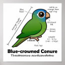 Search for conure posters Cute