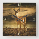Search for impala posters Antelope