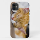 Search for orange and white cat iphone cases Kitten