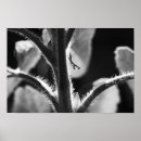 Search for tiny photography Insect