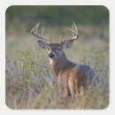 Search for white tail buck stickers White tailed deer