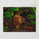 Search for mushroom horizontal postcards Morel