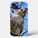 Search for tailed hawk electronics Birds of prey