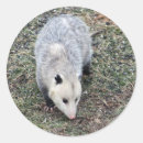 Search for opossum stickers Marsupial