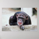 Search for chimp monkey posters Photography