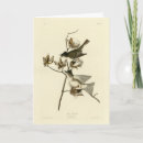 Search for phoebe cards Bird