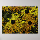 Search for rudbeckia posters Flowers