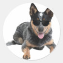 Search for cattle dog stickers Australian
