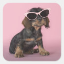 Search for dachshund puppy stickers Pets