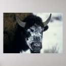 Search for wildlife photography posters Buffalo