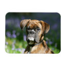 Search for brindle magnets Headshot