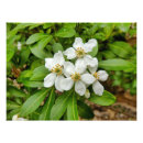 Search for orange blossom art White