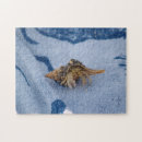 Search for sea shell puzzles Vacation