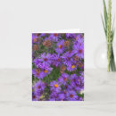 Search for aster flower cards Purple flowers