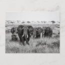 Search for masai mara postcards Safari