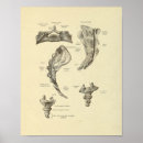 Search for sacrum Human