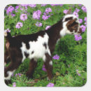 Search for dwarf stickers Animal