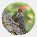 Search for trees stickers Forest