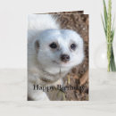 Search for meerkat birthday cards Suricate