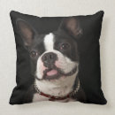 Search for boston terrier cushions Animals