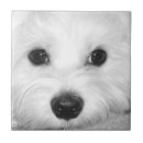 Search for maltese tiles Adorable