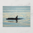 Search for killer postcards Orcas
