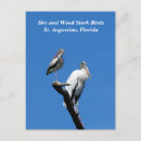 Search for storks postcards Birds