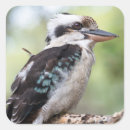 Search for kookaburras stickers Australian